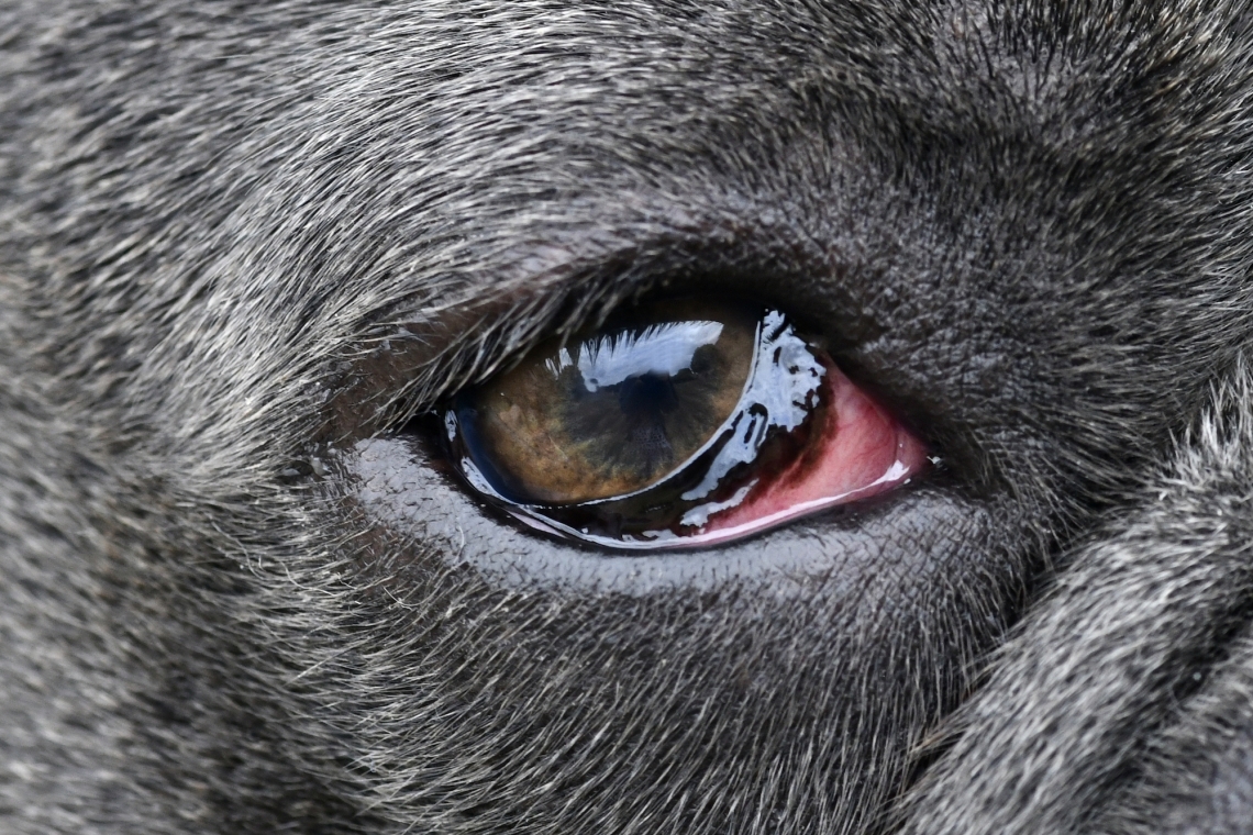 Gli occhi rossi nel cane e nel gatto